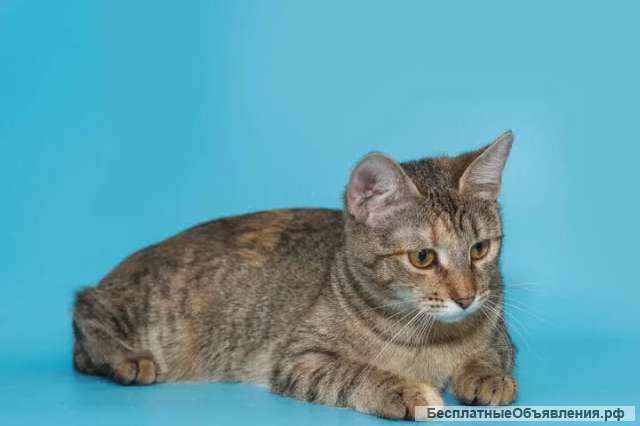 Две чудесные кото‐сестры в добрые руки