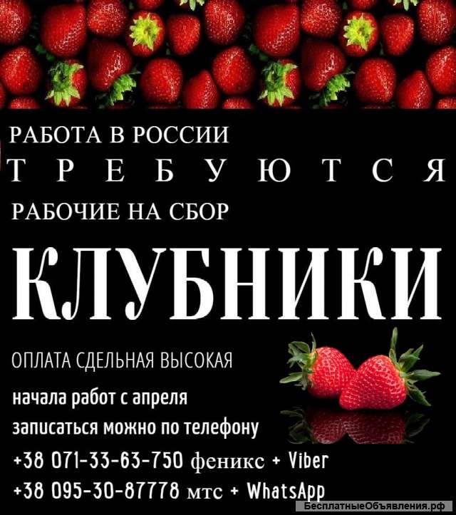 Требуются рабочие на сбор клубники