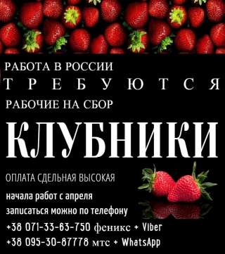 Требуются рабочие на сбор клубники
