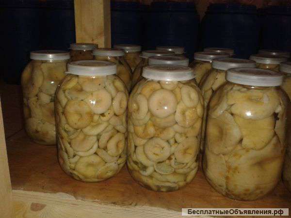 Грузди соленые сибирские