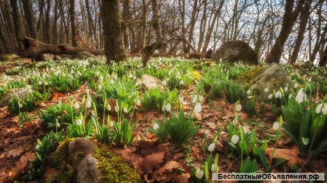 Фототур на цветение подснежников в Крыму