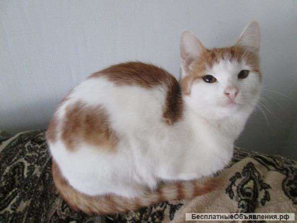 Бездомные котята и кошки в добрые руки