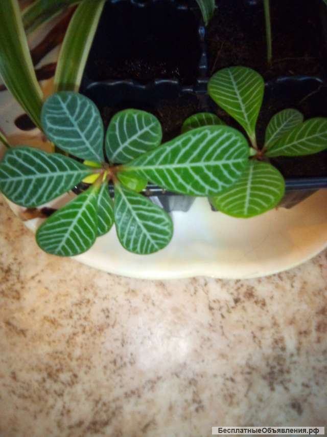 Корешки молочай, в 2 вух горошках, 3 хлорофитулум, 1 хлорофитулум в горшочки