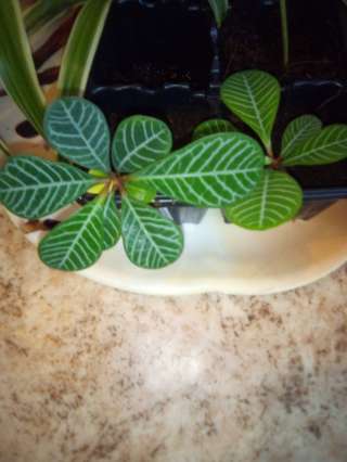 Корешки молочай, в 2 вух горошках, 3 хлорофитулум, 1 хлорофитулум в горшочки