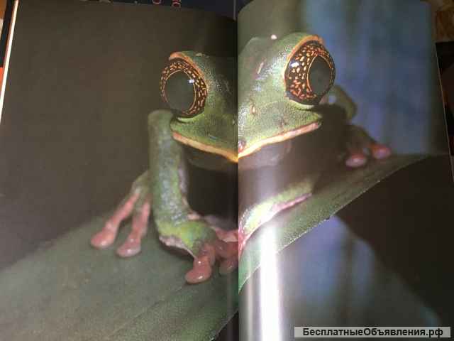 К. Престон-Мэфем. Фотографирование живой природы