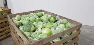 Капуста білокачанна оптом Долина