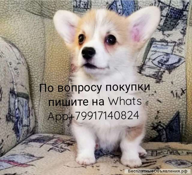 Корги