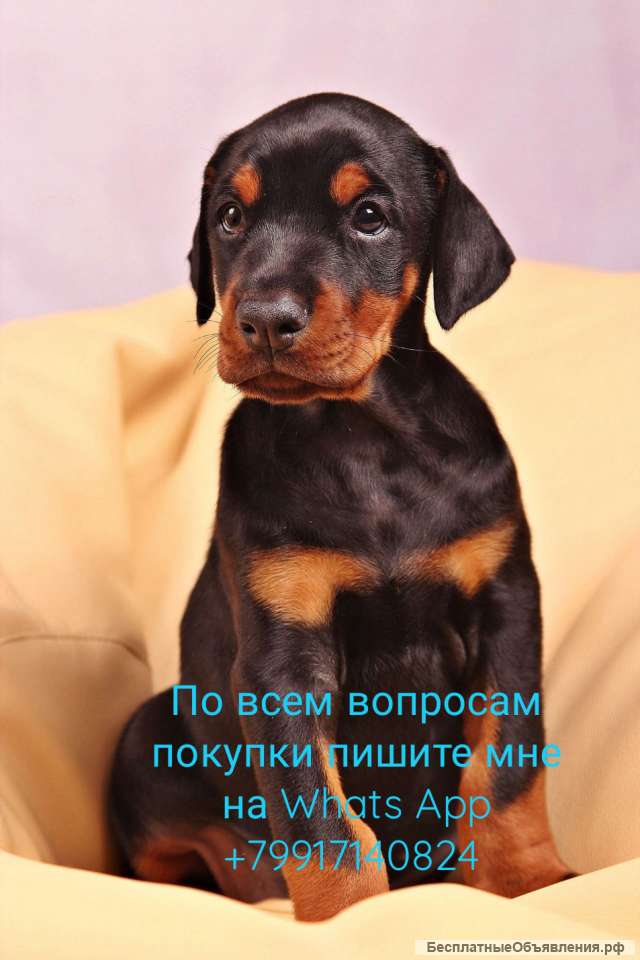 Доберман