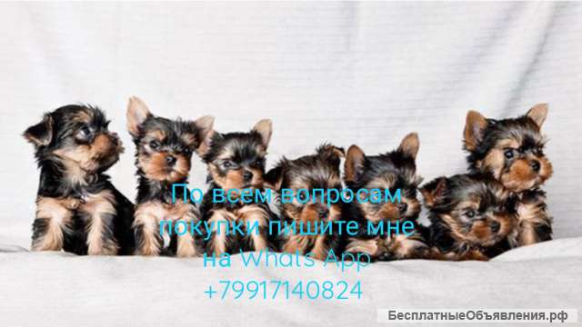 Йоркширский терьер