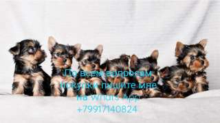 Йоркширский терьер