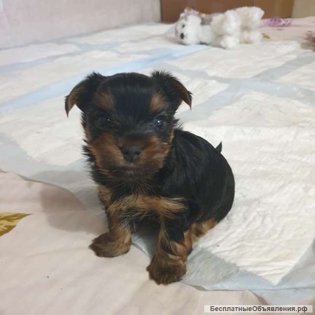 Мини щенок йорика