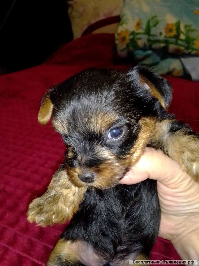 Мини мальчишки