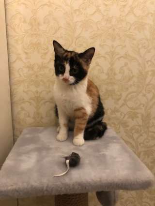 Прекрасная Бусинка - Буся в поиске родителей