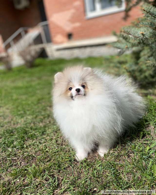 Подрощенные мальчики, щенки померанского шпица