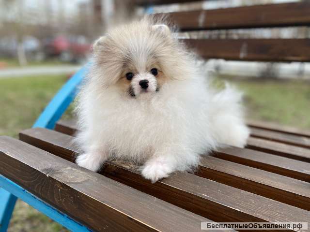 Подрощенные мальчики, щенки померанского шпица