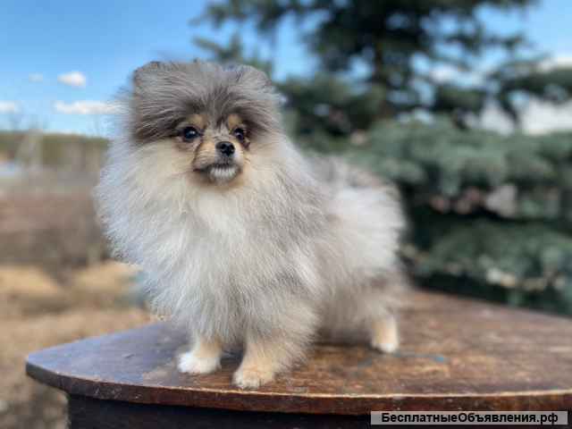 Подрощенные мальчики, щенки померанского шпица