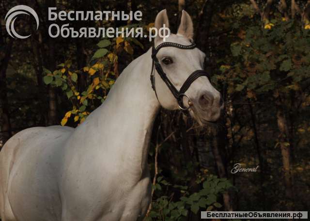 Верховая езда от нуля и до разряда