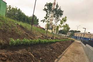 Озеленение городских территорий