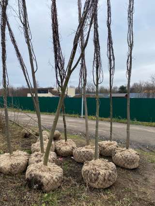 Лиственные крупномеры оптом