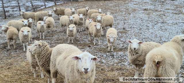 Овцы кросс текселя