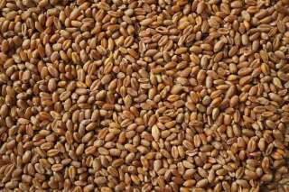 Зерно - пшеница 4класс и ячмень фуражный