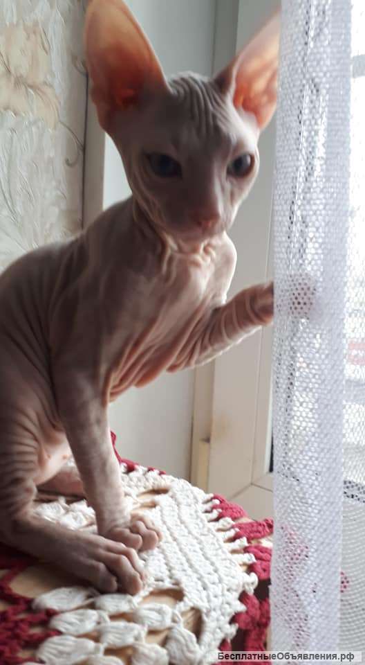 Кошка