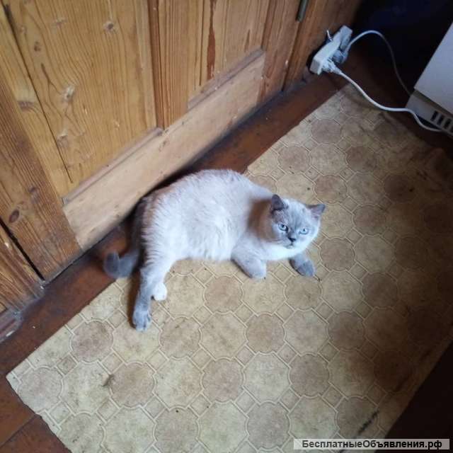 Кошка 2 года невская маскарадная ищем хозяина