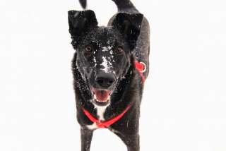 Смышленая малышка в поисках семьи