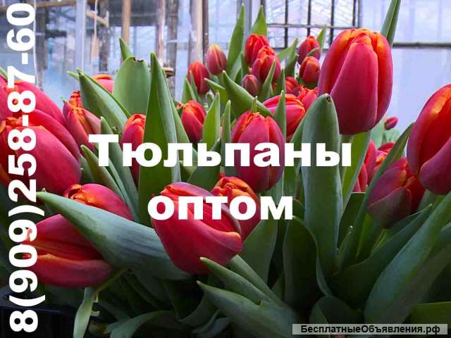 Тюльпаны к 8 марта Долина роз Смоленск 32 рублей опт/розница
