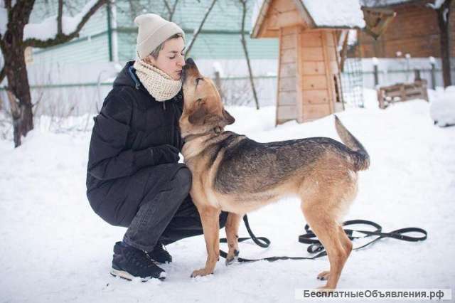 Собака Люся в добрые руки