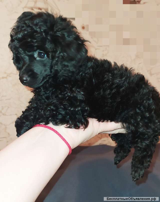 Девочка той пудель