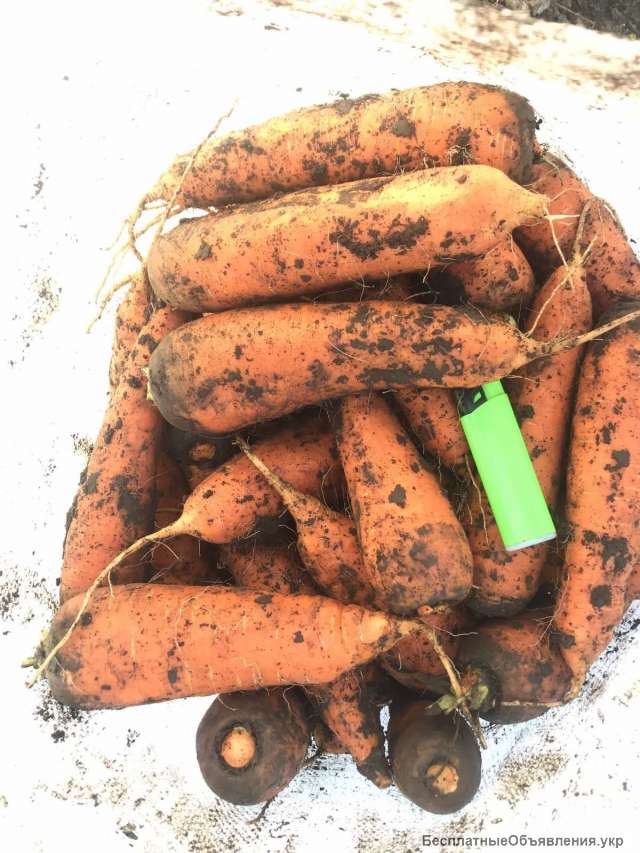 Морковь от производителя оптом в Ивано-Франковске