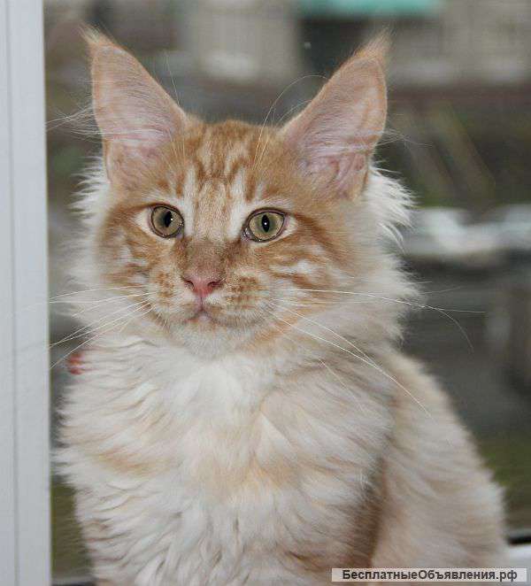 Котята из питомника
