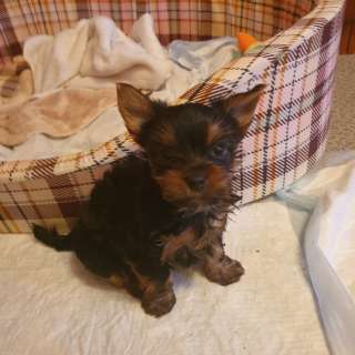 Щенка мини йоркширского терьера