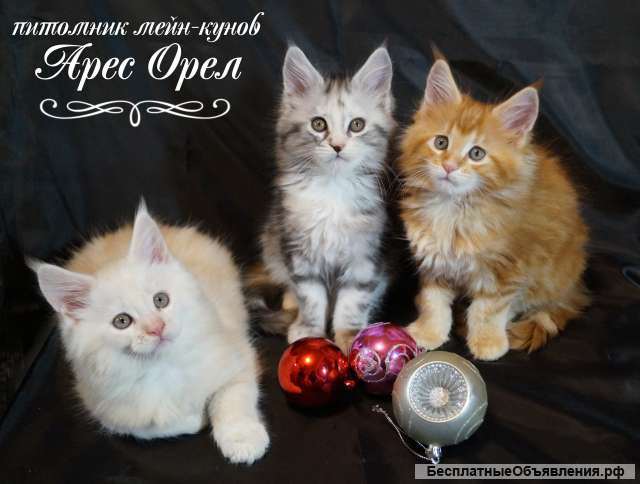 Котята от питомника "Арес Орел"