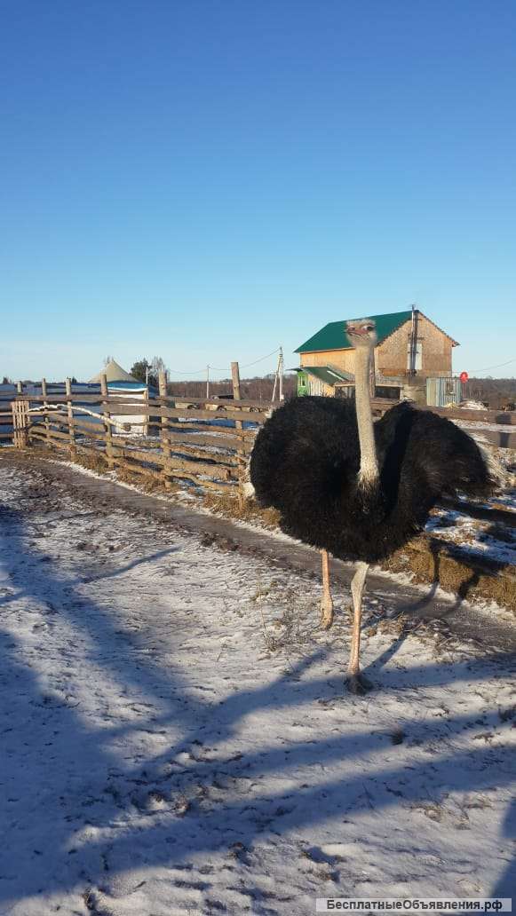 Африканский страус