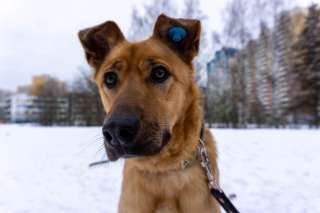 Классная собака Дарси в добрые руки