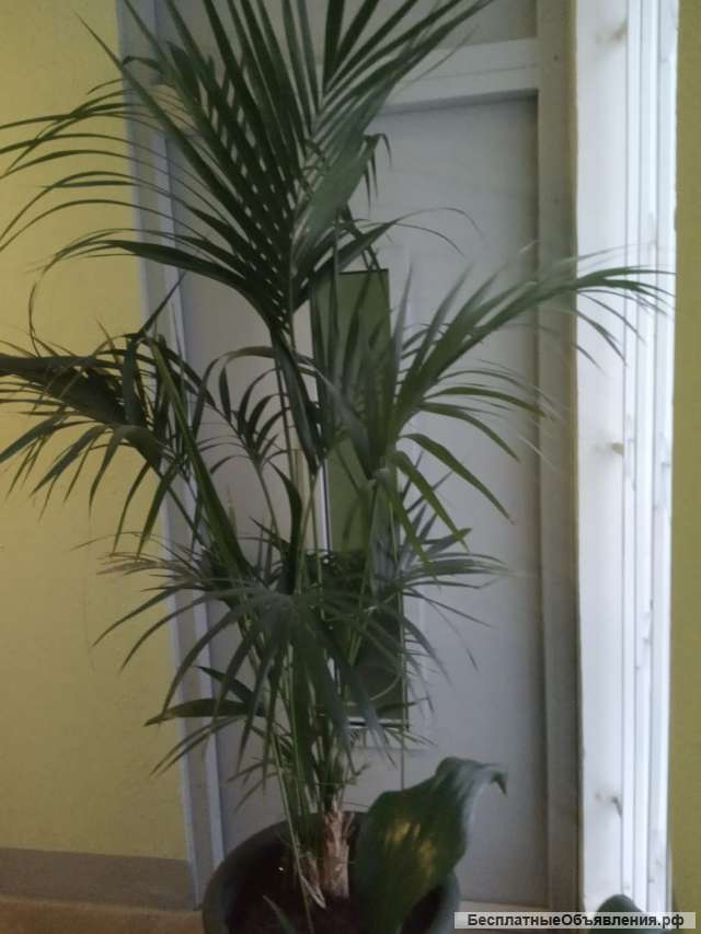 Живую пальму для дома
