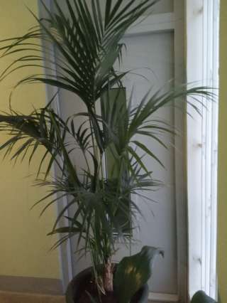 Живую пальму для дома