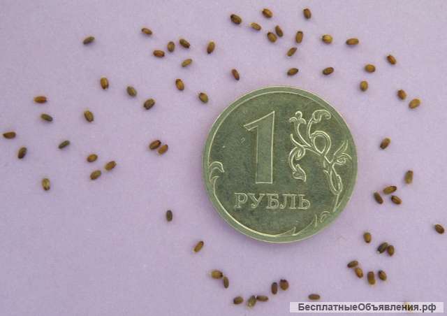 Лофант тибетский - ценное лекарственное растение. Семена с доставкой по России.