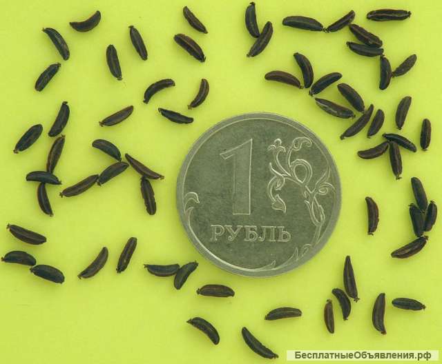 Володушка золотистая - ценное лекарственное растение. Семена и корни с доставкой по России.