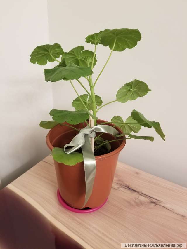 Комнатное Растение Цена Фото
