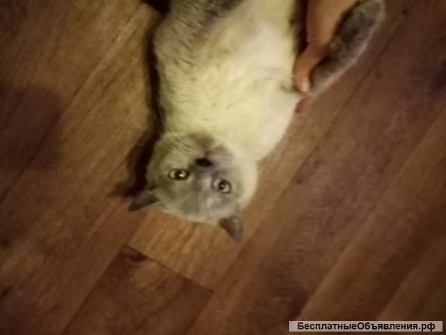 Отдадим кошку невская маскарадная ей 1 год