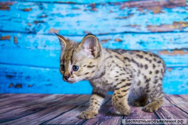 Подарю саваннского котенка