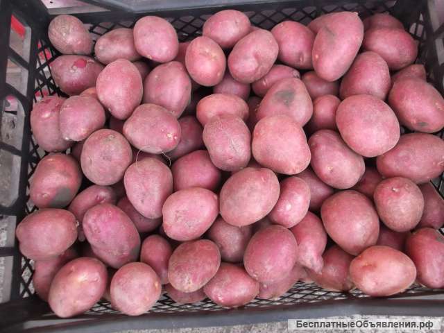 Картофель отличного качества
