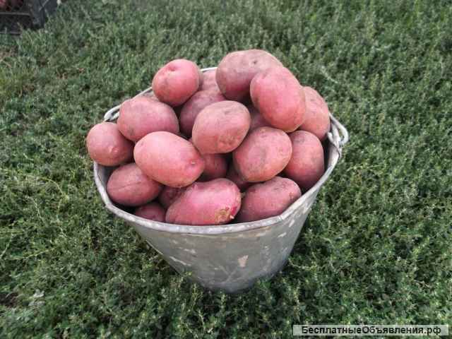 Картофель отличного качества