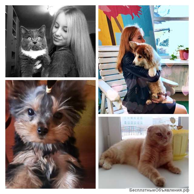 Передержка животных и выгул собак