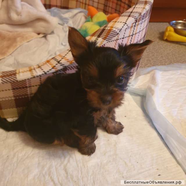 Щенка йоркширского терьера