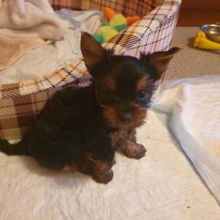 Щенка йоркширского терьера