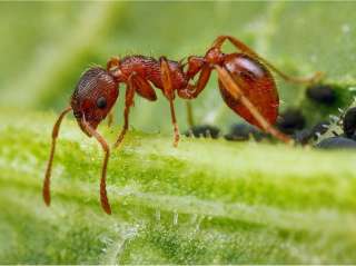 Уничтожение муравьев в Туле и области